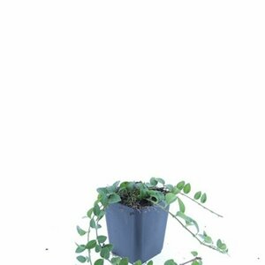 Vinca minor 'La Grave' P9 - afbeelding 9