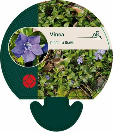 Vinca minor 'La Grave' P9 - afbeelding 1