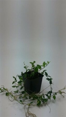 Vinca minor 'La Grave' P9 - afbeelding 8