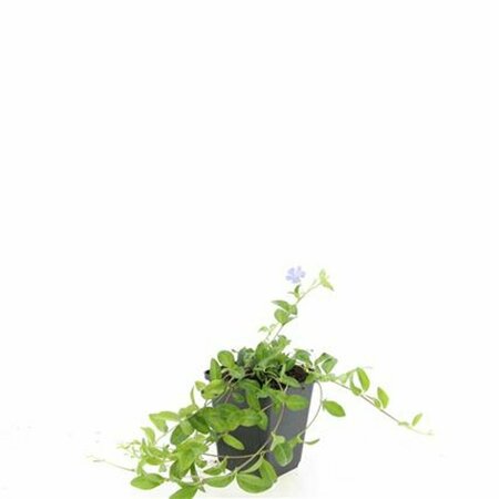 Vinca minor 'La Grave' P9 - afbeelding 7