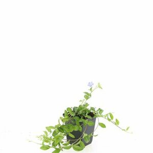 Vinca minor 'La Grave' P9 - afbeelding 7
