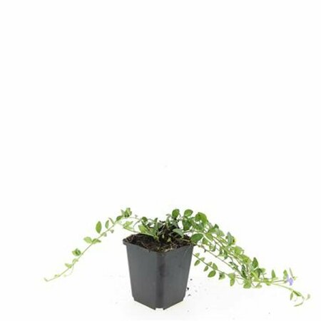 Vinca minor 'La Grave' P9 - afbeelding 3