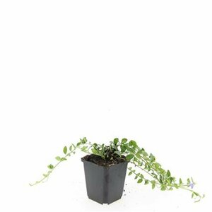 Vinca minor 'La Grave' P9 - afbeelding 3