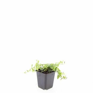 Vinca minor 'La Grave' P9 - afbeelding 11