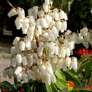Pieris japonica 'Forest Flame' 30/40 C. - afbeelding 2