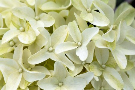 Hydrangea pan. 'Skyfall' C5 - afbeelding 1