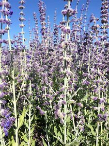 Perovskia atripliifolia 'Little Spire' C2 - afbeelding 1