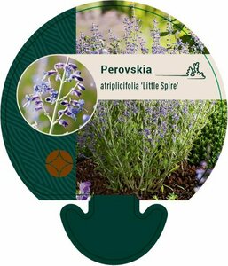 Perovskia atripliifolia 'Little Spire' C2 - afbeelding 2