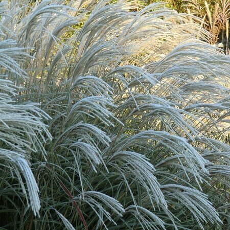 Miscanthus sinensis 'Herman Mussel' P11 - afbeelding 1