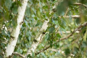 Betula utilis 'Doorenbos' 300/350 C. Meerstammig