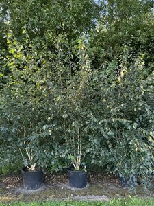 Betula utilis 'Doorenbos' 300/350 C. Meerstammig - afbeelding 2