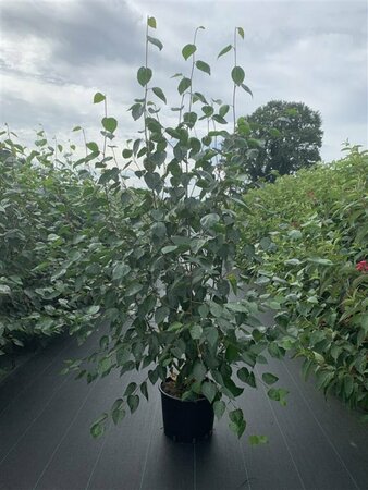 Betula utilis 'Doorenbos' 300/350 C. Meerstammig - afbeelding 1