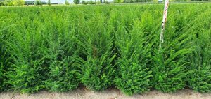Taxus baccata 125/150 C. - afbeelding 14