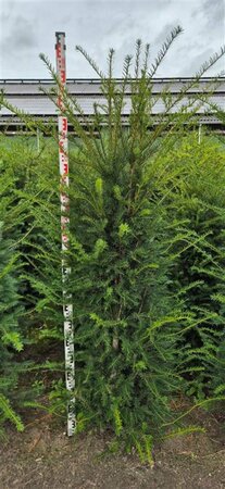 Taxus baccata 125/150 C. - afbeelding 13