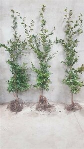 Fagus sylvatica ST. 200 12-14 C. Lei - afbeelding 15