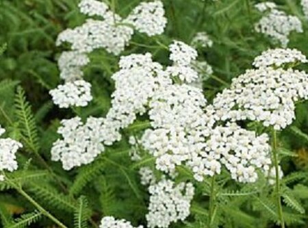 Achillea millefolium 'Schneetaler' P9 - afbeelding 2