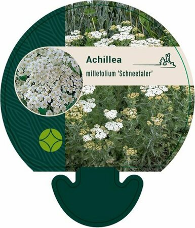 Achillea millefolium 'Schneetaler' P9 - afbeelding 1