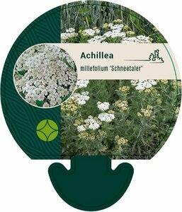Achillea millefolium 'Schneetaler' P9 - afbeelding 1