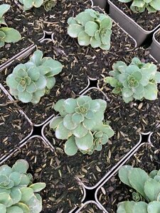 Sedum kamtschaticum 'Variegatum' P9 - afbeelding 2