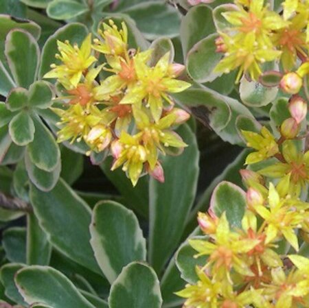 Sedum kamtschaticum 'Variegatum' P9 - afbeelding 1