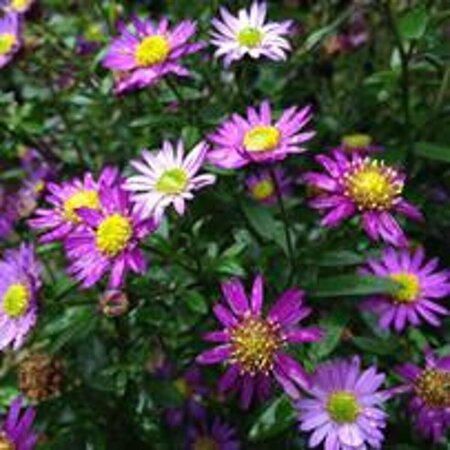 Aster ageratoides 'Ezo Murazaki' P9 - afbeelding 1