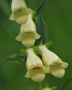 Digitalis lutea P9 - afbeelding 3