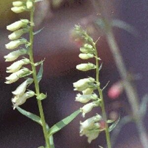 Digitalis lutea P9 - afbeelding 5