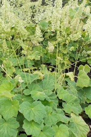 Heuchera villosa macrorrhiza P9 - afbeelding 2