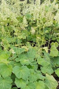 Heuchera villosa macrorrhiza P9 - afbeelding 2