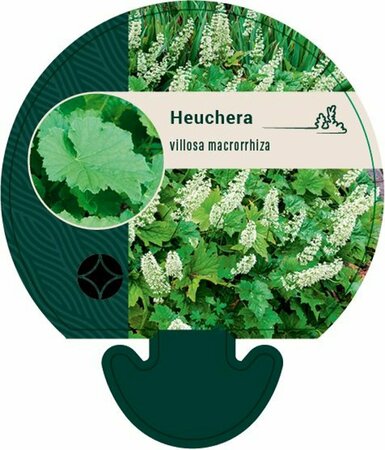 Heuchera villosa macrorrhiza P9 - afbeelding 1