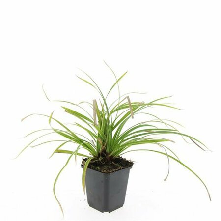 Carex morrowii 'Ice Dance' C1.5 - afbeelding 5