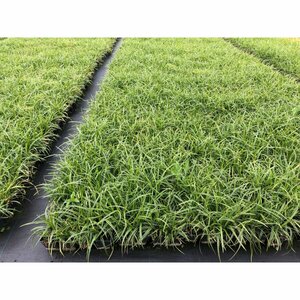 Carex morrowii 'Ice Dance' C1.5 - afbeelding 9