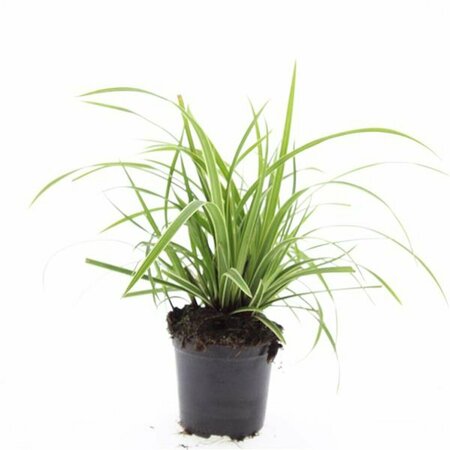 Carex morrowii 'Ice Dance' C1.5 - afbeelding 15