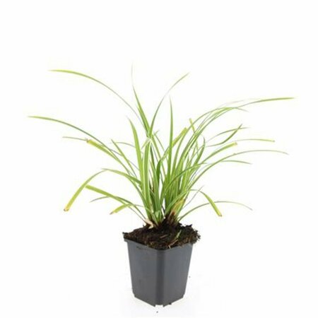 Carex morrowii 'Ice Dance' C1.5 - afbeelding 4