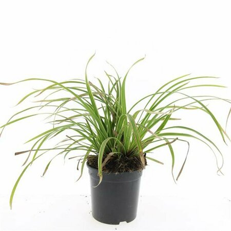 Carex morrowii 'Ice Dance' C1.5 - afbeelding 12