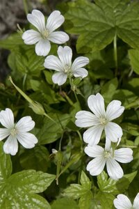 Geranium nodosum 'Silverwood' P9 - afbeelding 2