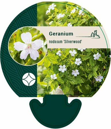 Geranium nodosum 'Silverwood' P9 - afbeelding 1