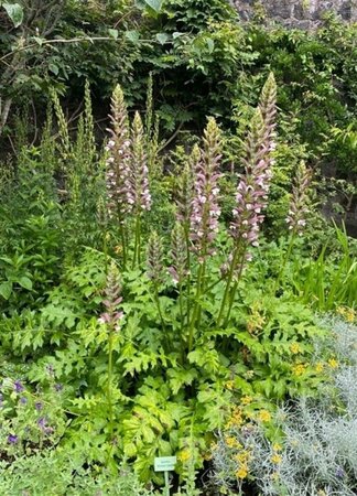 Acanthus spinosus P9 - afbeelding 6