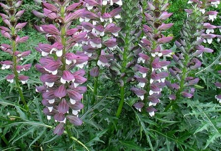 Acanthus spinosus P9 - afbeelding 2