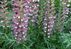 Acanthus spinosus P9 - afbeelding 2