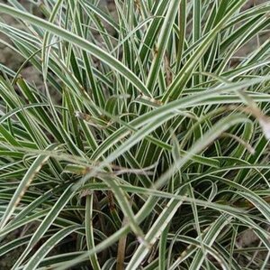 Carex conica 'Snowline' P9 - afbeelding 1