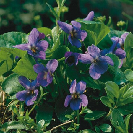 Viola odorata P9 - afbeelding 1