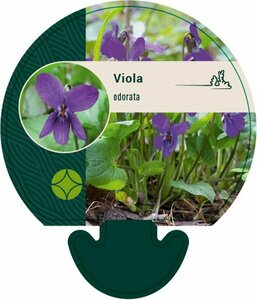 Viola odorata P9 - afbeelding 3