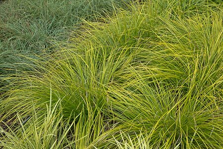 Carex 'Kyoto' P9