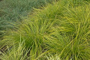 Carex 'Kyoto' P9