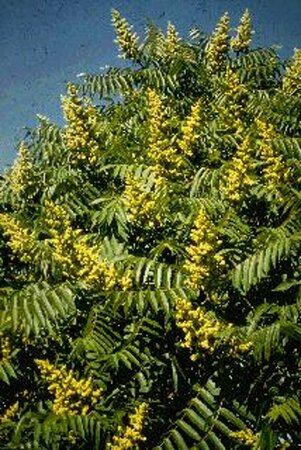 Rhus glabra 60/80 C.