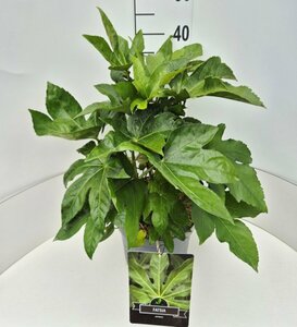 Fatsia japonica C7.5 - afbeelding 6