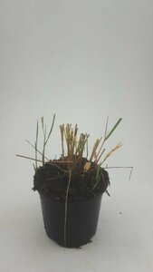 Calamagrostis acutiflora 'Karl Foerster' C5 - afbeelding 3