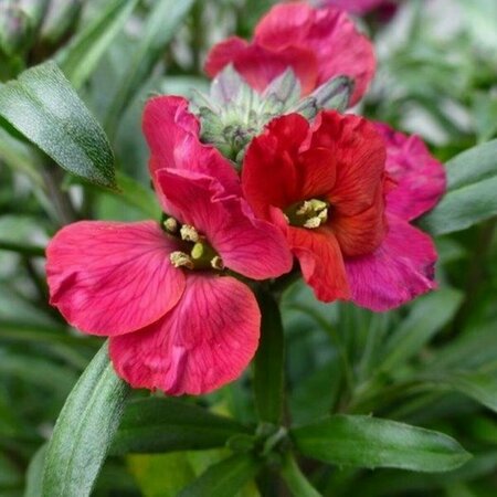 Erysimum 'Red Jep' P9