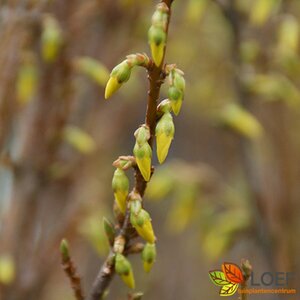 Forsythia intermedia 'Lynwood' 125/150 C. - afbeelding 1